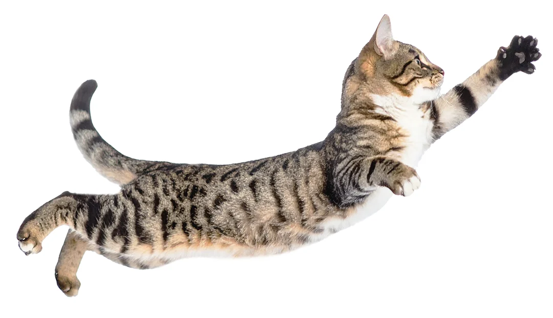 猫