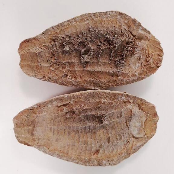 古代魚の化石