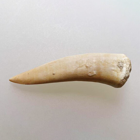 エンコダスの歯の化石