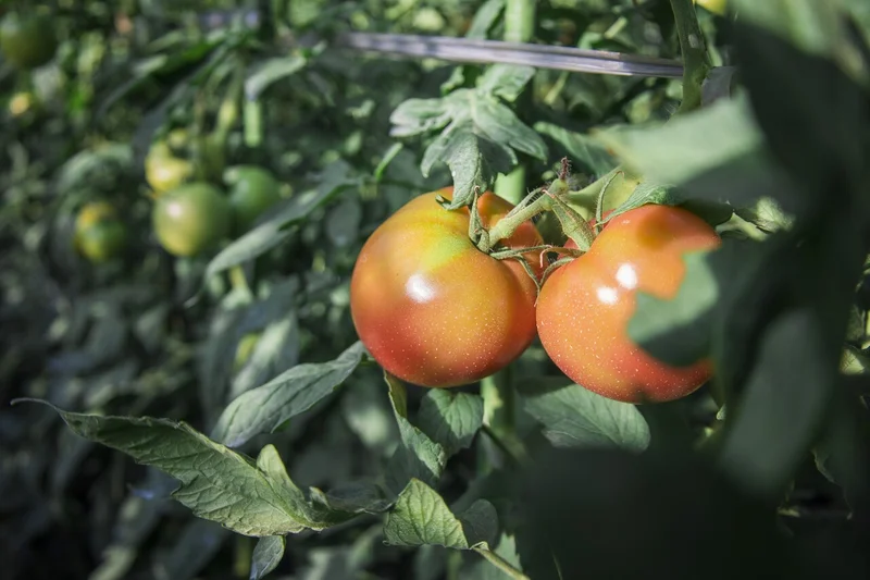 EC初挑戦！購入者からの感想がやりがいに。岐阜のトマト農家 まるかじり農園さん – ショップインタビュー