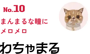 No.10 まんまるな瞳にメロメロ わちゃまる