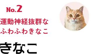 No.2 運動神経抜群なふわふわきなこ きなこ