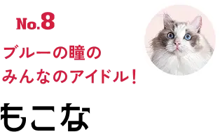 No.8 ブルーの瞳のみんなのアイドル！ もこな