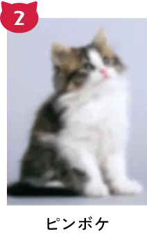 ピンボケ