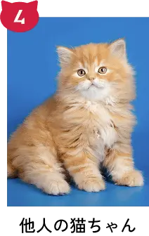 他人の猫ちゃん