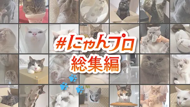 メルカリ にゃんバサダーPROJECT【公式サイト】